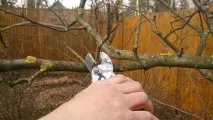 ябълкови дървета през есента