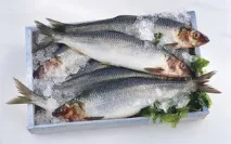 херинга сънува