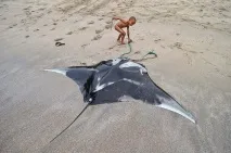 Кітобої, ФОТО НОВИНИ море