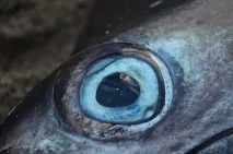 Кітобої, ФОТО НОВИНИ море