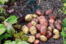 Картоплекопалка до мотоблока МТЗ опис, пристрій та відгуки опис