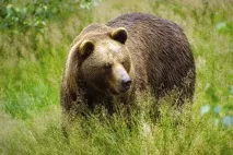 Китайська мазь від геморою з жовчю ведмедя Тяньхе Xiaozhi Ruangao відгуки, дія, склад геморою