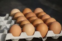яйця
