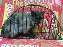 безопасна котки