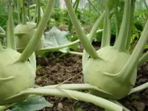 Кольрабі - від посіву до врожаю - Сади Сибіру посіву