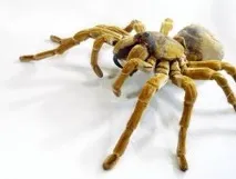 сняться