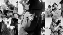 Коти та солдати, Gorillas Community коти