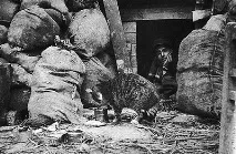 Коти та солдати, Gorillas Community року