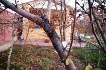 Коренева гниль у яблуні, причини та способи лікування способи