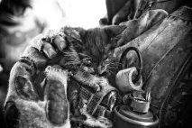 Коти та солдати, Gorillas Community community