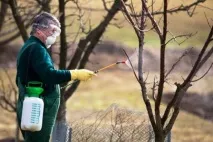 Коренева гниль у яблуні, причини та способи лікування гниль