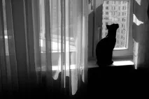 вашата котка котка