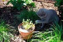 Котівник посадка та догляд у відкритому грунті Котовник