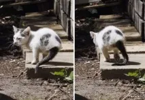 котето адаптира