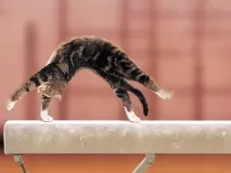 вашата котка котка