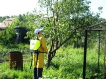 Коренева гниль у яблуні, причини та способи лікування яблуні