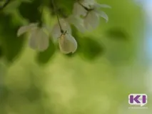 Комі б’є температурні рекорди, Коміінформ рекорди