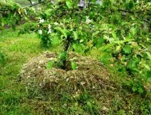 Коренева гниль у яблуні, причини та способи лікування способи