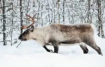 Модрина – символ сибірської тайги дерев