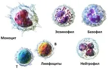 Ліки при подагрі групи лікарських засобів, їх характеристика, відгуки про препарати подагрі