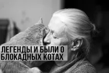 котки котки