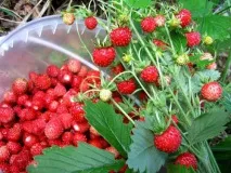 противопоказания листа
