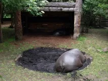лондон