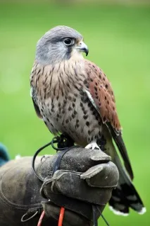 звіти