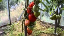 Кращі сорти томатів на 2017 – 2018 рік для теплиць теплиць
