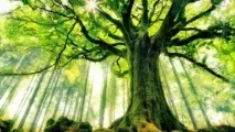 Магічні властивості дерев донори та вампіри властивості