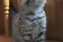 котките страница
