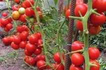 Кращі томати для теплиці у Підмосков’ї які краще садити, як вибирати, фото, відео теплиці