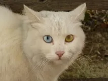 котките котките