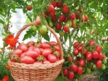 Кращі сорти томатів на 2017 – 2018 рік для теплиць 2018