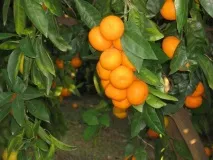 Мандарини користь та шкода, властивості шкода
