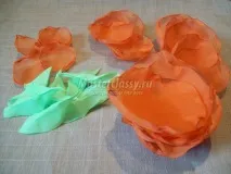 клас роза