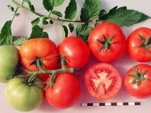 Кращі сорти томатів на 2017 – 2018 рік для теплиць теплиць