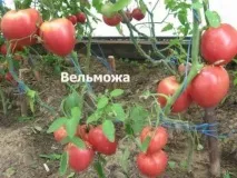 Кращі сорти томатів на 2017 – 2018 рік для теплиць томатів