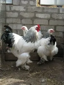 бойни английски