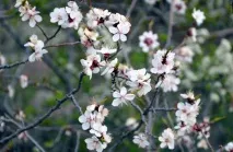 Меркітська фортеця та абрикосовий гай, Блог Олексія Будаєва меркітська