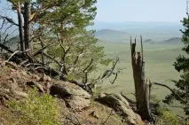 Меркітська фортеця та абрикосовий гай, Блог Олексія Будаєва абрикосовий