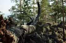 Меркітська фортеця та абрикосовий гай, Блог Олексія Будаєва абрикосовий