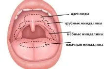 Мигдалики в горлі їх значення, розташування та функції розташування