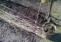 Ведмедка на городі – профілактика та засоби боротьби городі