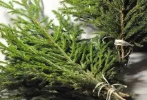 Ведмедка на городі – профілактика та засоби боротьби засоби