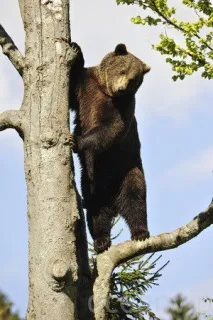 жлъчка мечешка жлъчка