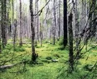 Безпека дітей у лісі якщо дитина заблукала. безпека