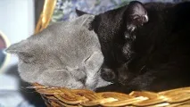 Чоловіки з котами невивчений феномен Мережі, Суспільство, ІноСМІ - Все, що гідно перекладу котами