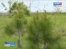 декоративни дървета