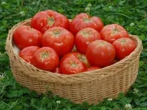 Мій досвід вирощування томатів досвід